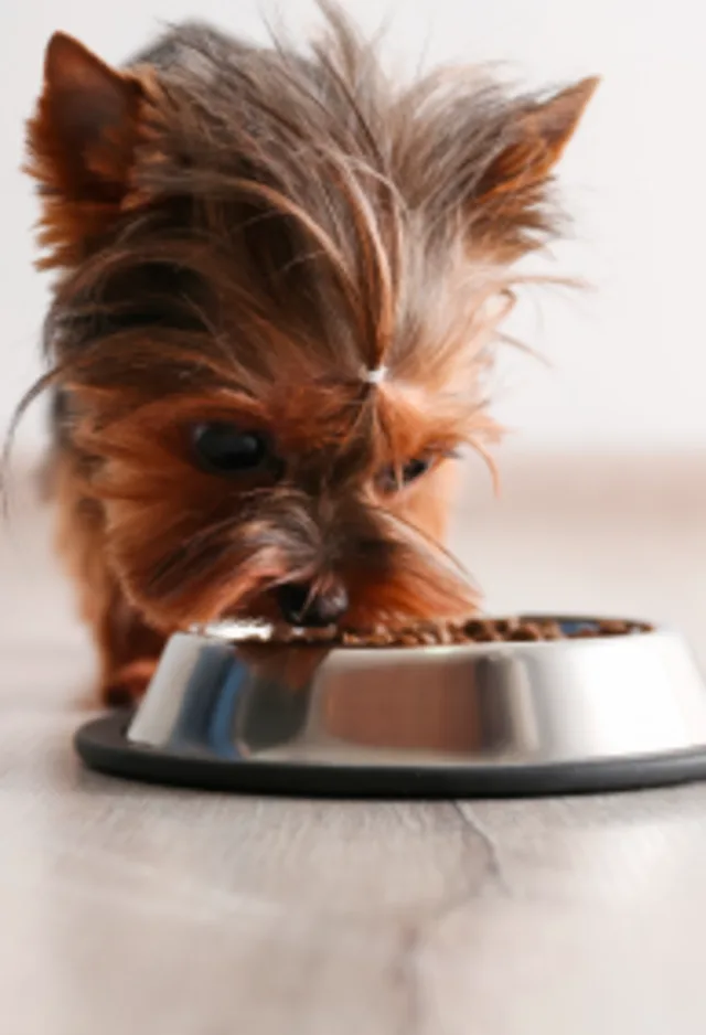 Dog eating out of a bowl